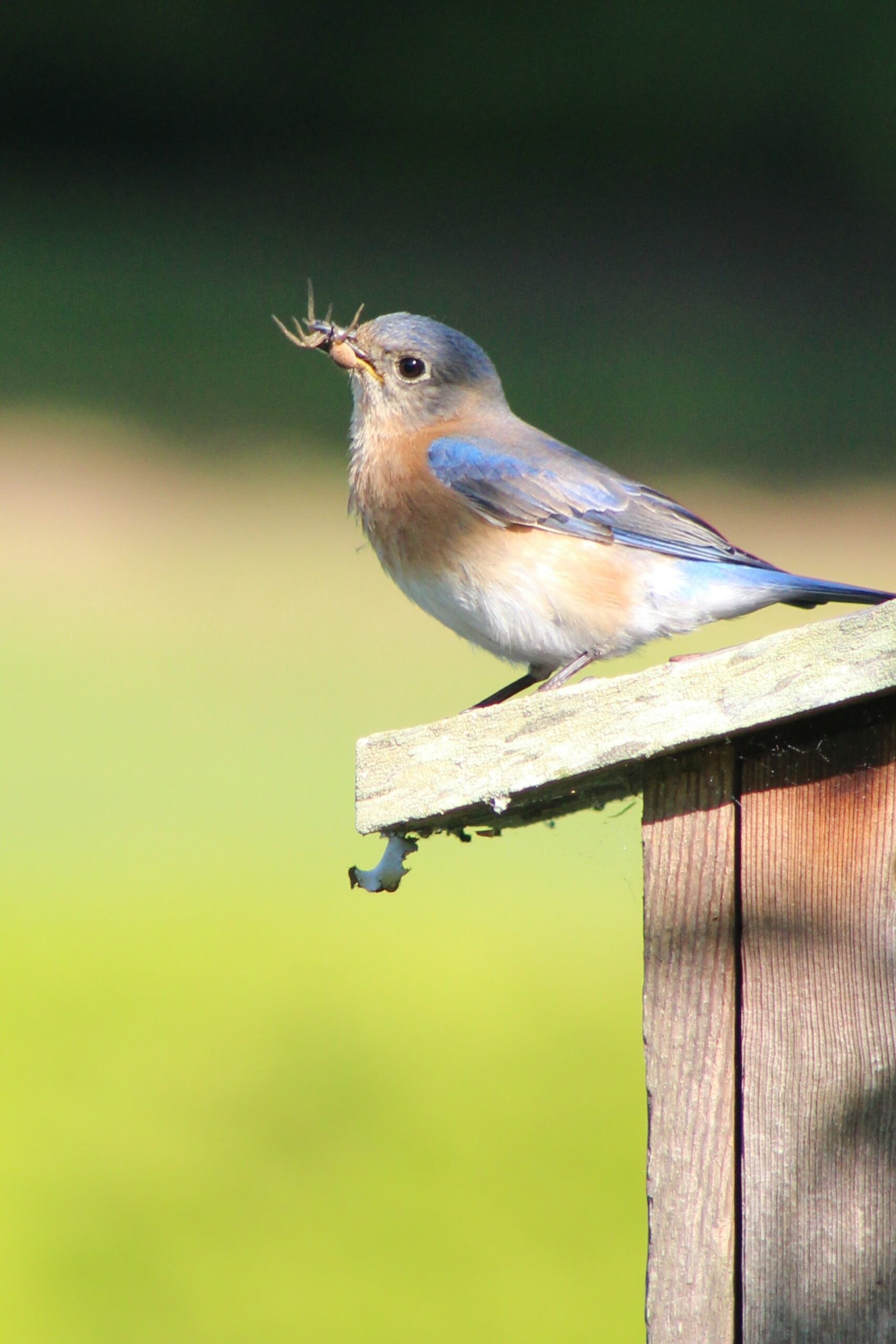 A bluebird sitting on a nesting box with a spider in its mouth.