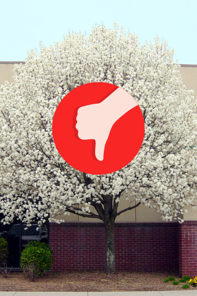 Bradford pear