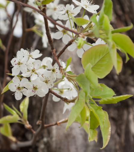 A close up picture of Bradford pear tree flowers and leaves.