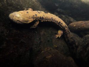 A photo of an eastern hellbender in NC mountain waters