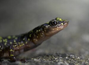 A photo of a Hickory Nut Gorge salamander, a species of wildlife on public lands