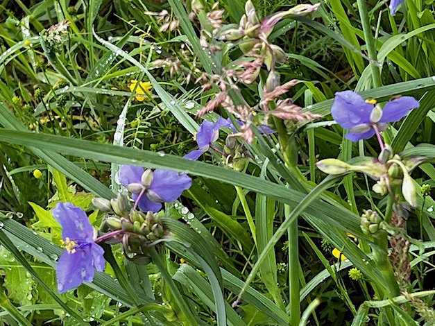 Spiderwort growing in the grass at Buffalo Creek Preserve.