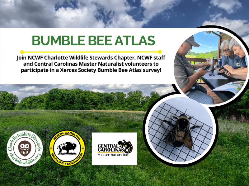 BumblebeeAtlasFinal BumblebeeAtlasFinal