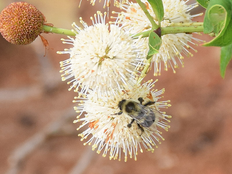 Butterfly-Highway-bee-pollinators