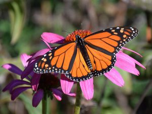 monarch butterfly on coneflower