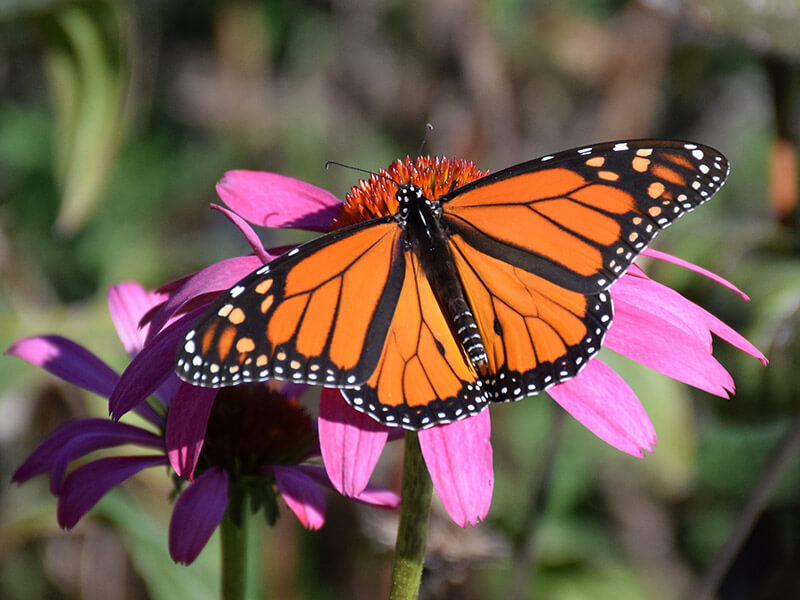 Butterfly Reds in Durham, NC