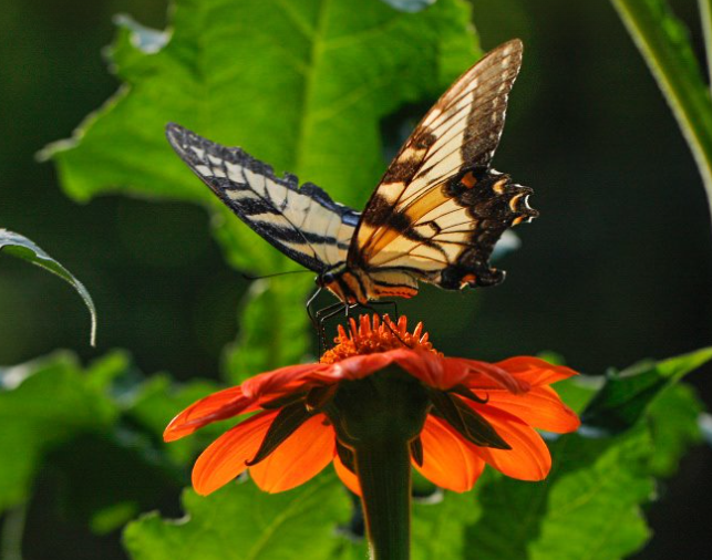 A swallowtail butterfly perching on an orange cosmos flower.