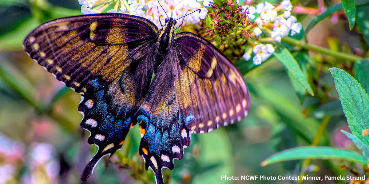 Butterfly, Pamela Strand
