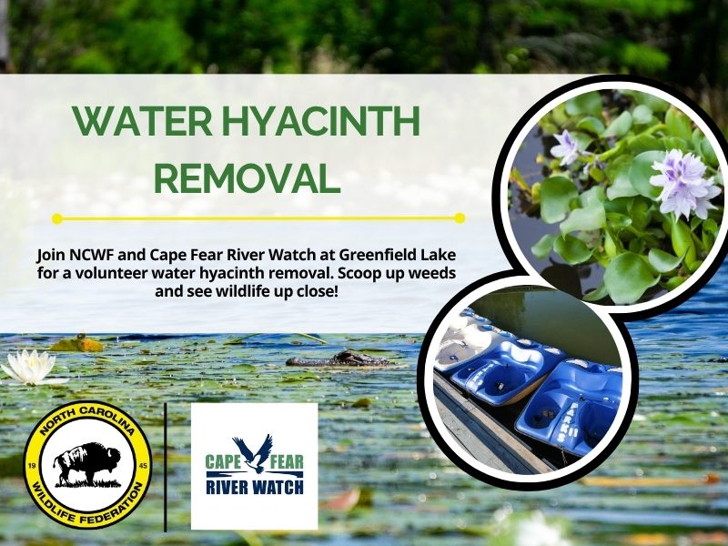 CFRWgreenfieldinvasive