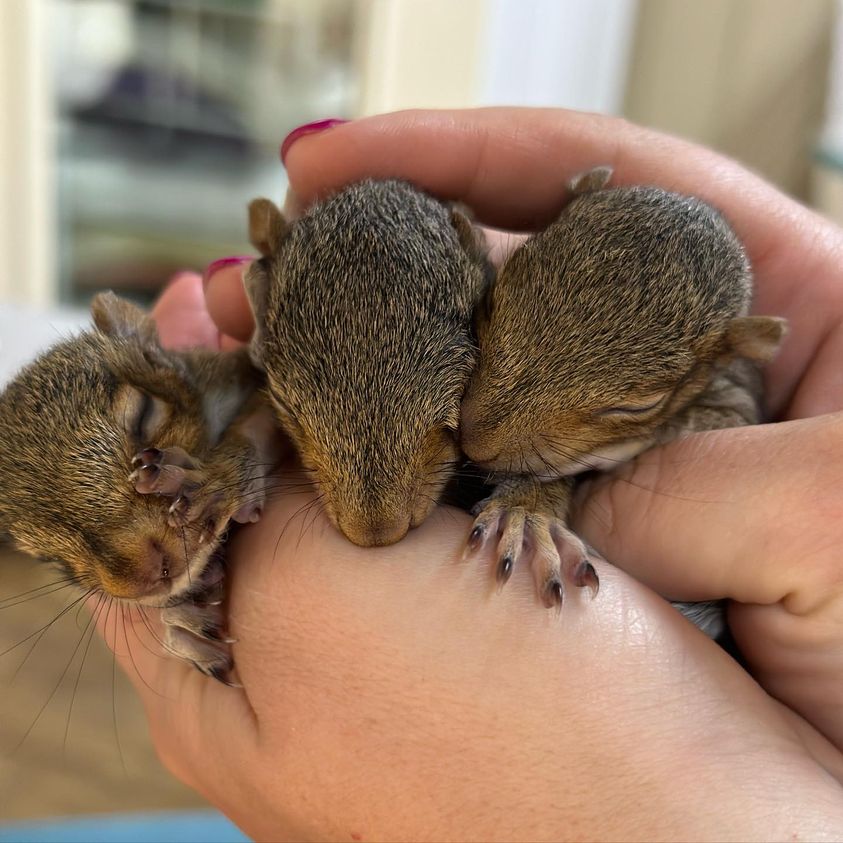 A wildlife rehabber holds three orphaned squirrel pups.