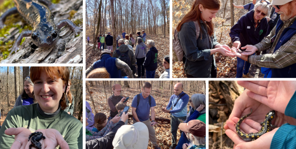 February 16, CWS Salamander Stroll NCWF Charlotte Wildlife Stewards Chapter joined Naturalist Rob Van Epps to search for salamanders at West Branch Nature Preserve. Twenty-five people attended despite the windy and wet conditions. They were rewarded with four species of salamanders including a marbled salamander on the first log roll! Participants also encountered a dusky salamander, white-spotted slimy salamander, and a spotted salamander. The salamanders pictured here were handled with the utmost care and attention to their well-being!