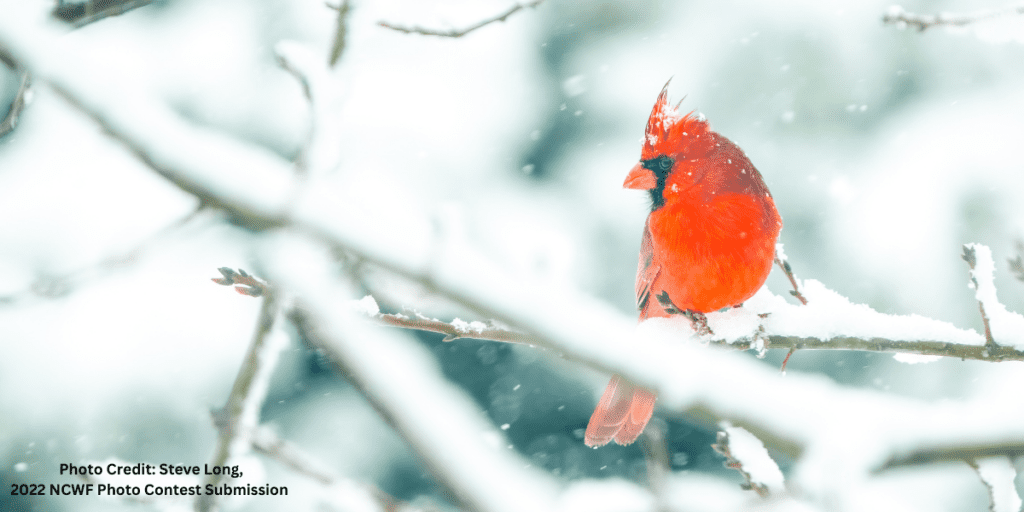 Cardinal