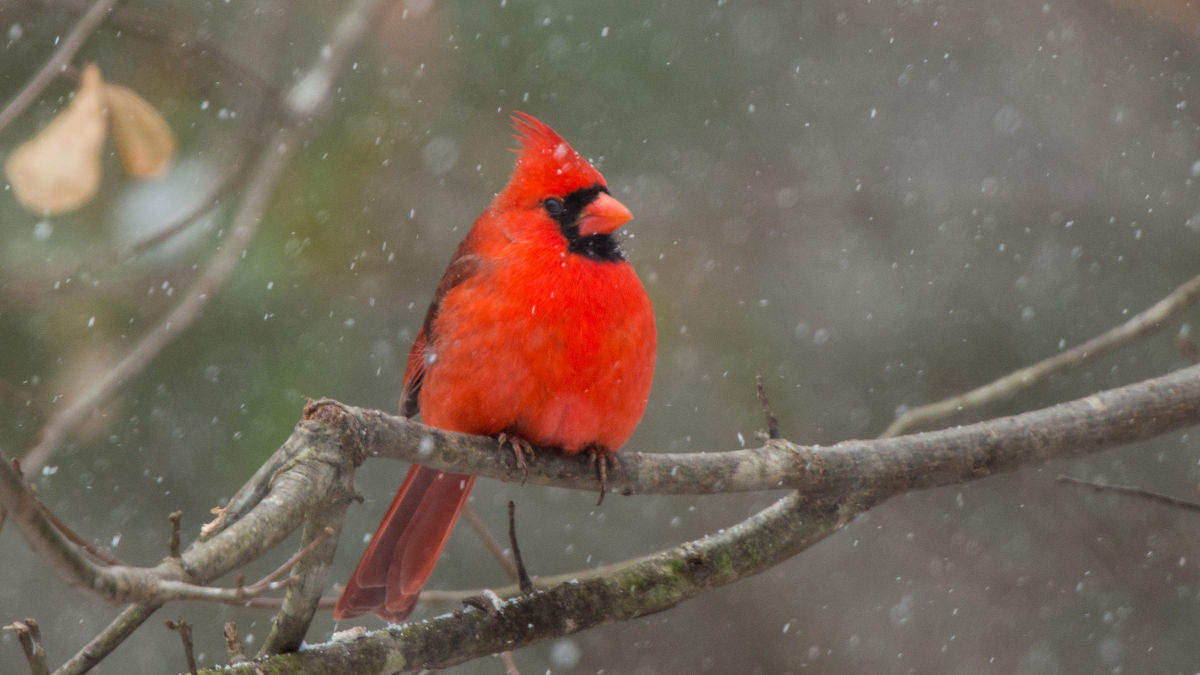 Cardinal in snow