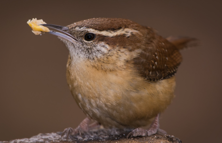 a carolina wren with suet in its mouth