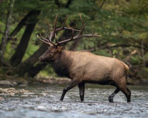 A photo of a rocky mountain elk walking through NC mountain waters