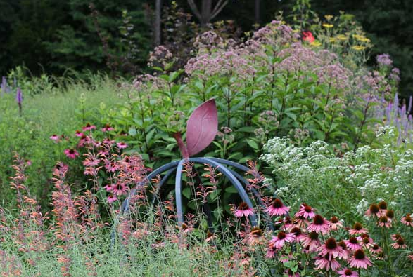 A native flower garden with coneflowers, Joe-Pye weed and more.