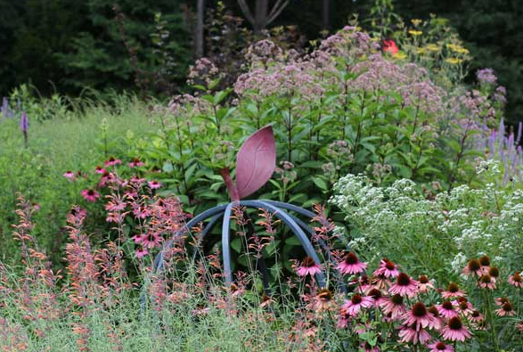 The Pollinator Paradise native flower garden in Chatham County with coneflowers, Joe-Pye weed and more.