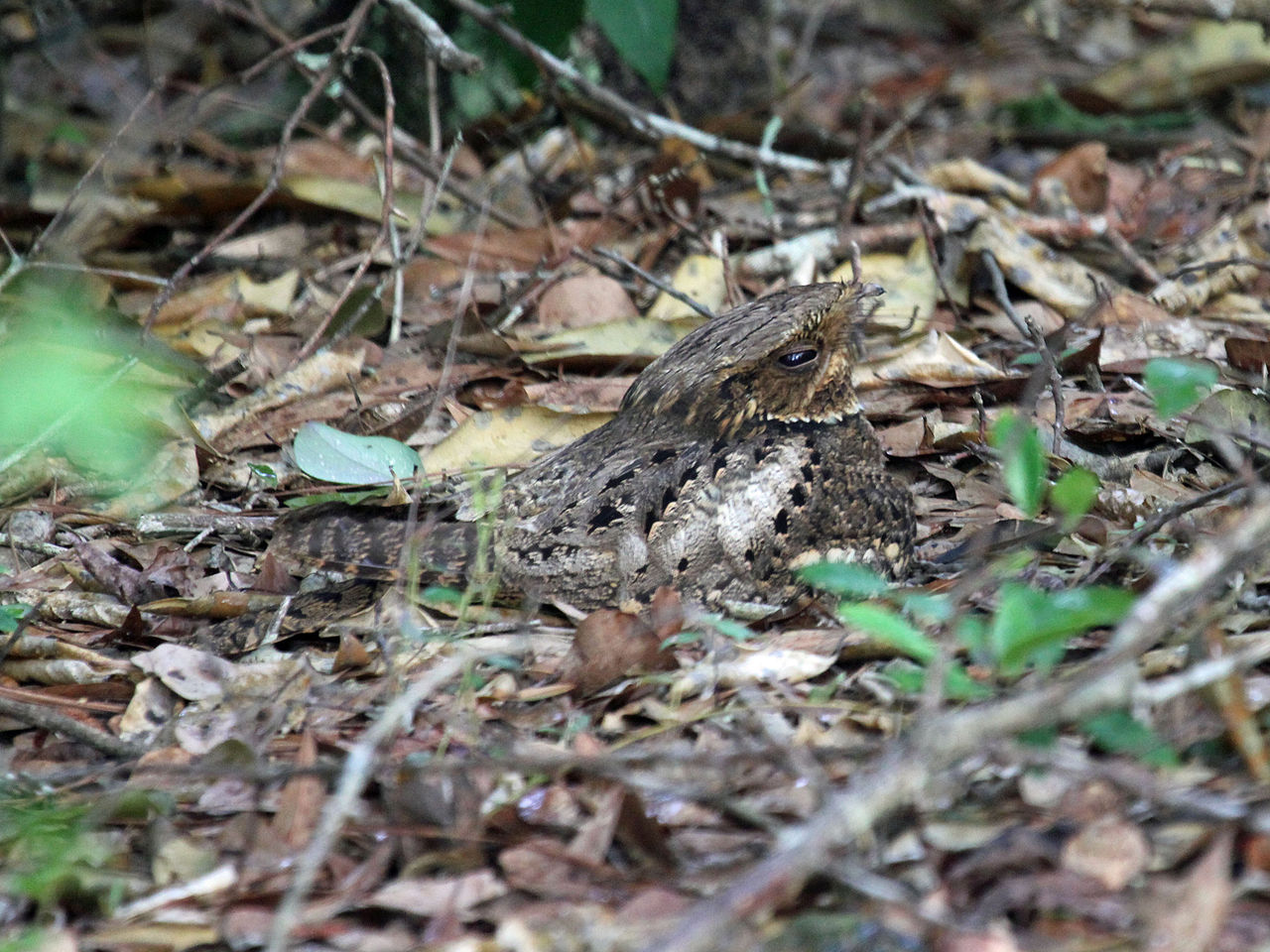 chuck-will's-widow bird on the ground