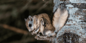 Carolina northern flying squirrel