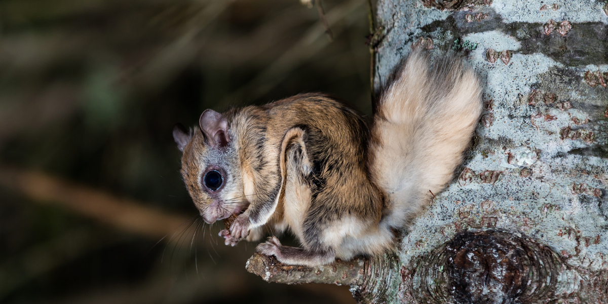 Hope For Wildlife - This little Northern Flying Squirrel was