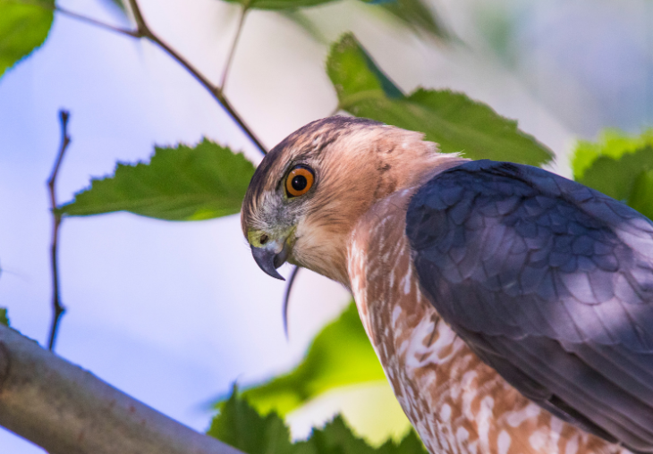 An adult coopers hawk peering down from a branch.