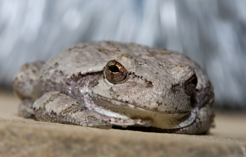 A Cope's gray tree frog at rest.