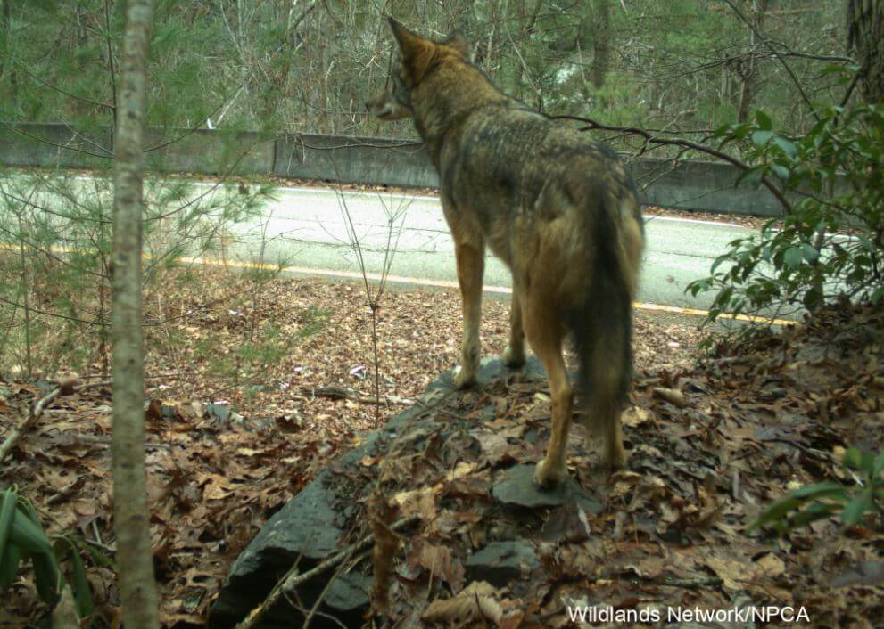 Coyote-at-Double-Tunnel-WPC-1