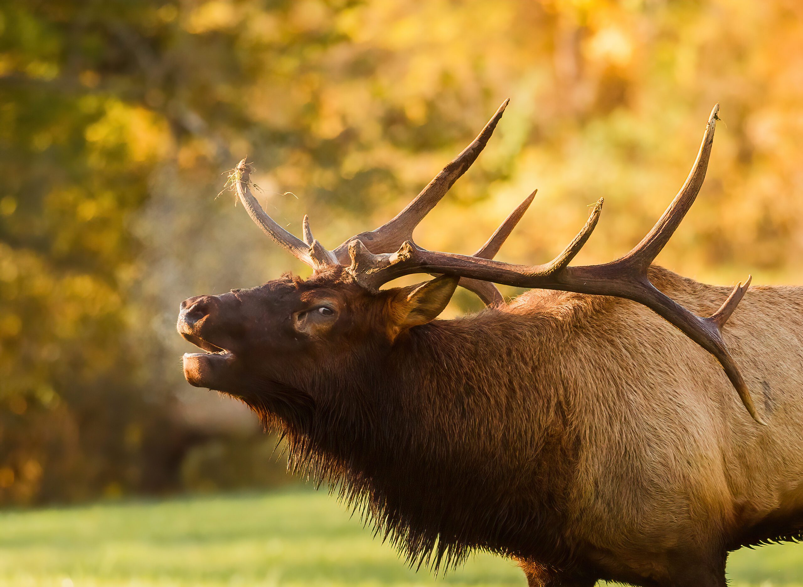Photo by Deborah Roy of Charlotte. The Critter category winner from our 2021 photo contest, said: "I captured this image of a gorgeous bugling bull elk on a beautiful fall morning in the Cataloochee Valley. The air was crisp and cool, allowing the steam from his breath to be captured. The sound of bugling elk combined with stunning foliage is amazing. This is definitely a fall trip that everyone should try to experience."