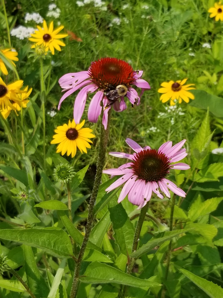 A bumblebee foraging pollen from a coneflower in a Crowder Park garden with black-eyed Susans and yarrow in the background.