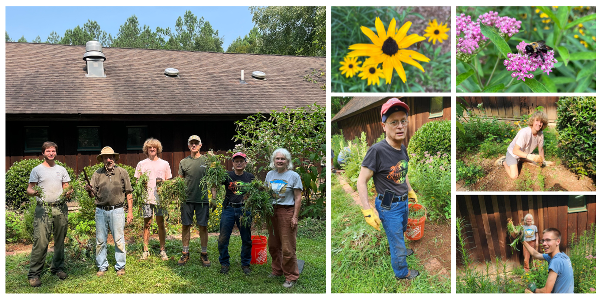 A collage of native flowers and volunteers at Crowder Park.