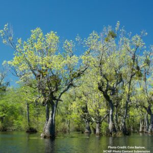 The bald cypress overstory is critical for wetlands-dependent wildlife