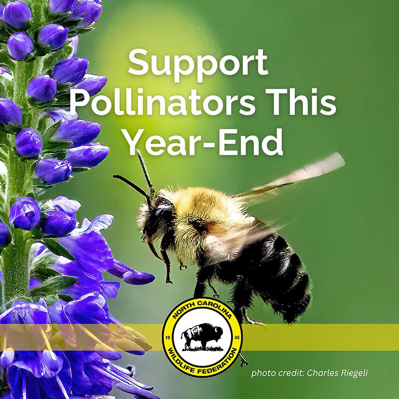 Before the year ends, help protect the North Carolina pollinators you love. Your gift makes a real difference.