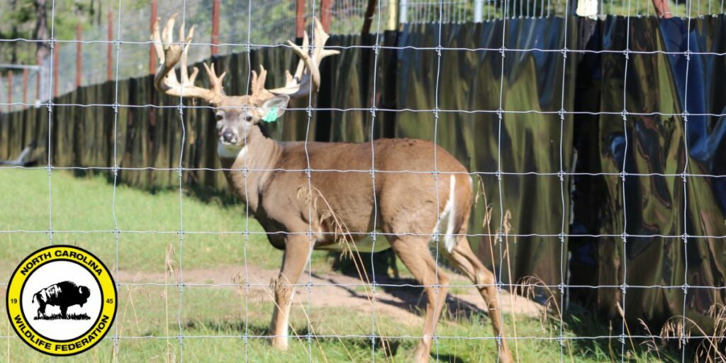 Deer Farming in North Carolina
