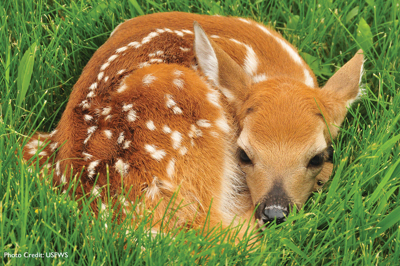 Leave Baby Wildlife Alone: If You Care, Leave Them There - North Carolina  Wildlife Federation