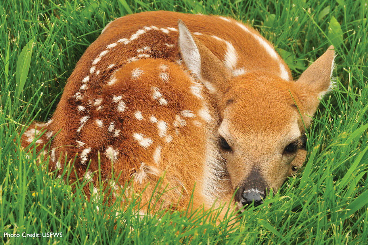 Deer-Fawn-USFWS-WPC