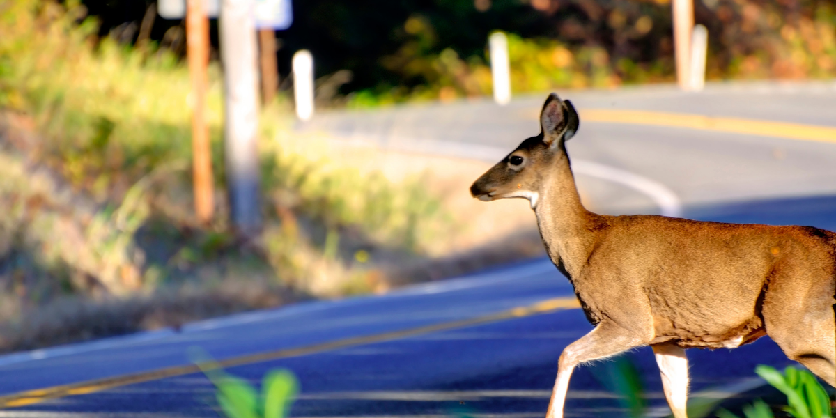 Deer crossing road