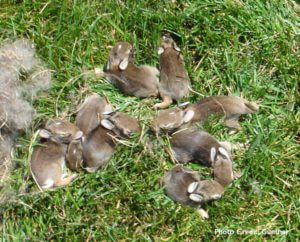 wild newborn rabbits