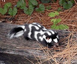 Eastern Spotted Skunk National Park Service image