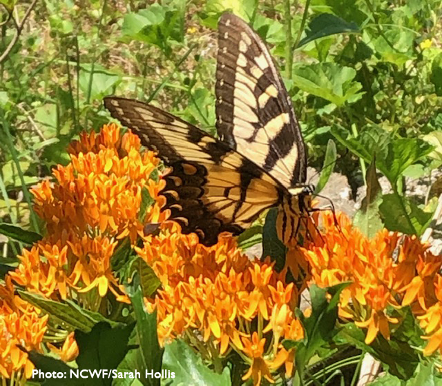 A large yelllow swallowtail visits a swath of butterfly weed