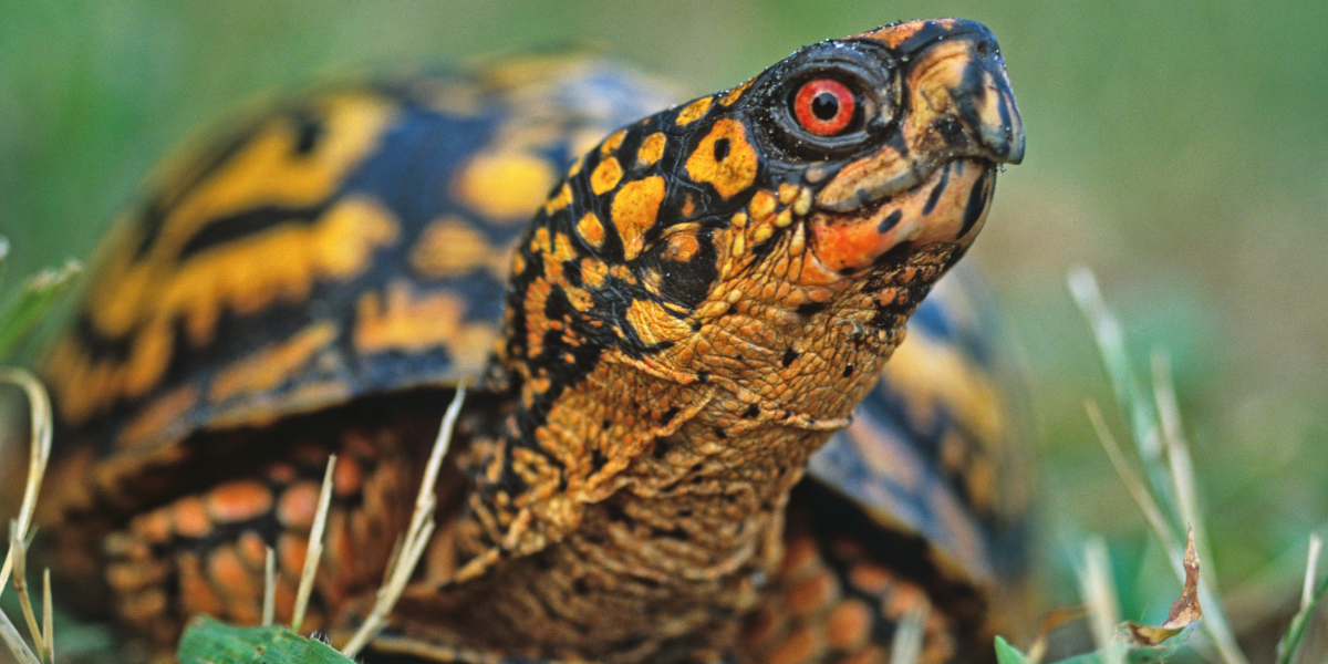 Eastern Box Turtle  National Wildlife Federation