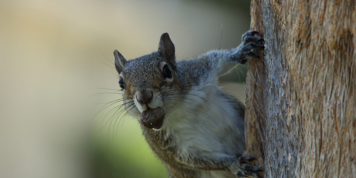 In early March. spring litters are arriving for our official state mammal, the eastern gray squirrel.