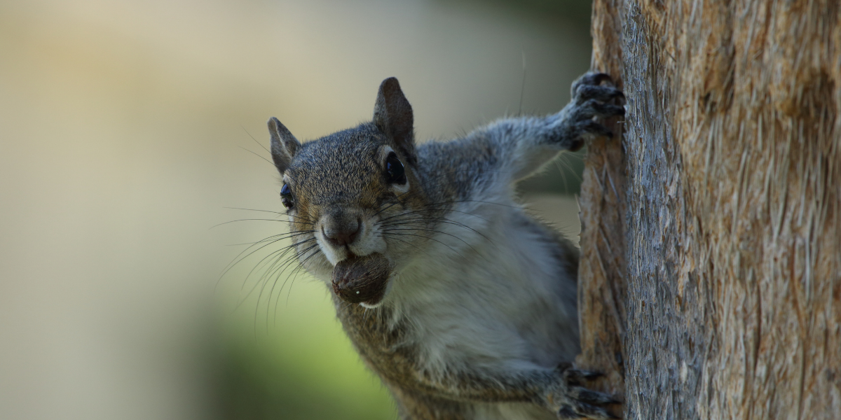 An Eastern gray squirrel peeking out from behind a tree.