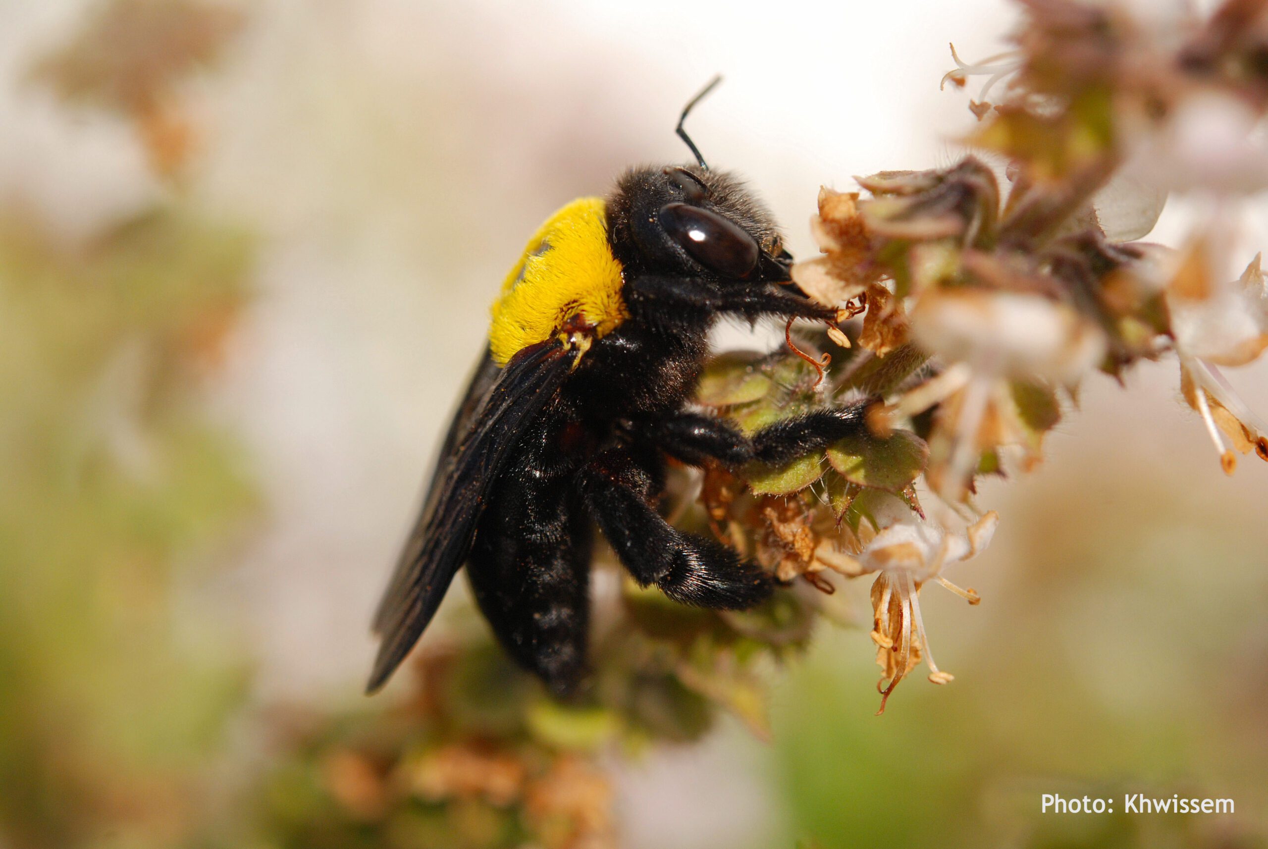 Carpenter Bee on flower