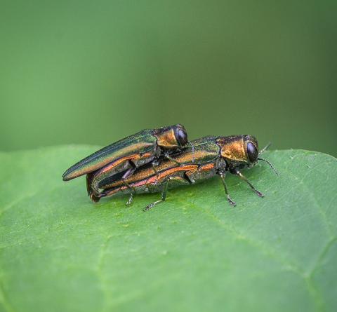 Two emerald ash borers mating on a leaf.