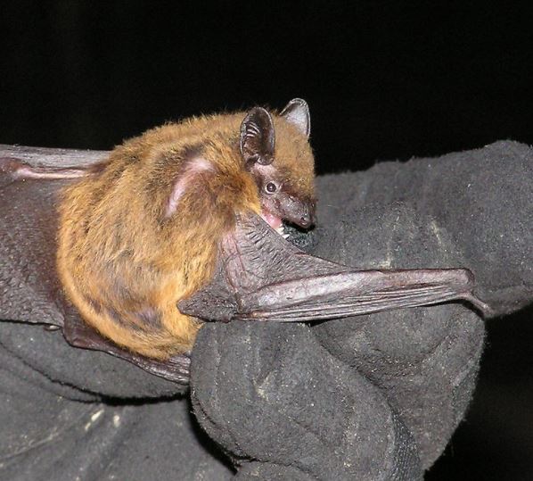 Wildlife Feature Evening Bats and Your Role in Bat Conservation