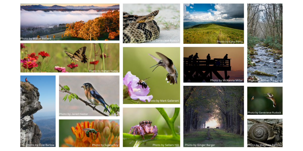 Winning and honorable mention images from 4th Annual Wildlife Photo Contest. 