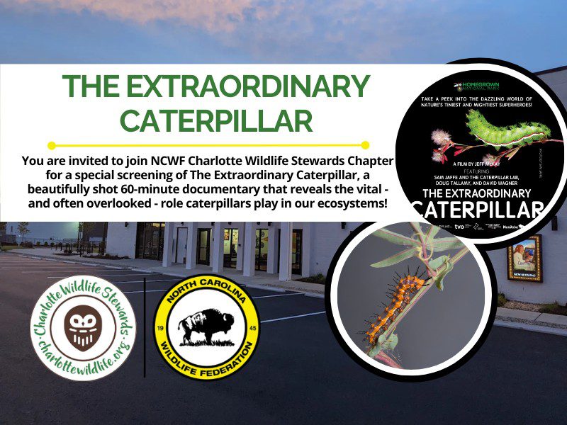 FinalTheExtraordinaryCaterpillarCWS