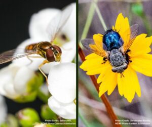 Flies are one type of lesser known pollinators