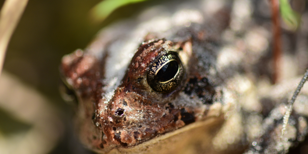 Gopher frog populations have declined for decades due to habitat loss. Funding from the Recovering America’s Wildlife Act would support proactive conservation approaches like wetland restoration, land conservation and research to further protect gopher frogs.