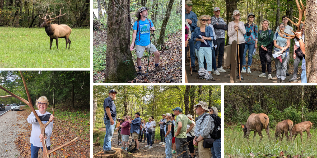 HAWK Autumn Elk Adventure 092925 September 29, Autumn Elk Adventure: NCWF Habitat and Wildlife Keepers chapter chartered a bus and took over 40 wildlife enthusiasts to witness the beauty of elk in the Great Smoky Mountains National Park. The group stopped for lunch in the charming town of Sylva before heading to the Oconaluftee Visitor Center to meet with Cherokee Nation Wildlife Biologist Dr. Caleb Hickman for a chance to see the bugling of elk during rutting season.